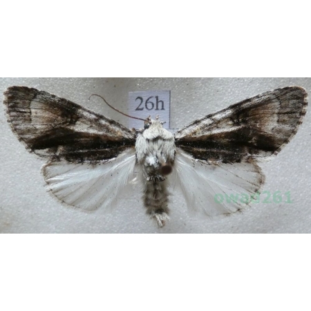 Acronicta alni (Linnaeus, 1767) Wieczernica olszówka Czech26h